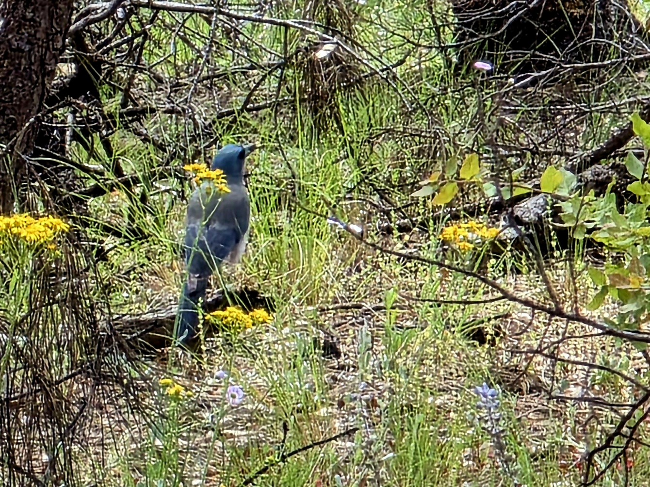 Woodhouse's Scrub-Jay