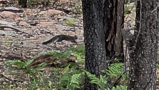 Rock Squirrel