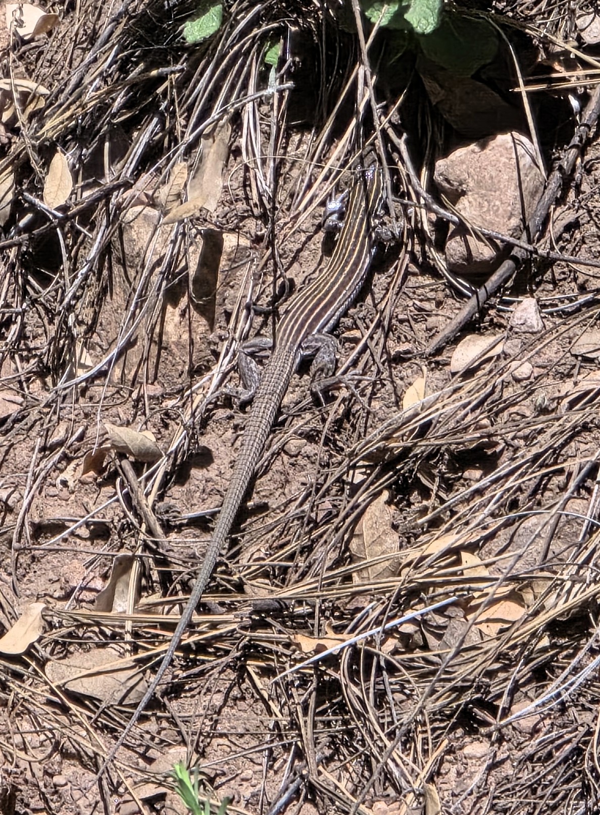 Plateau Striped Whiptail