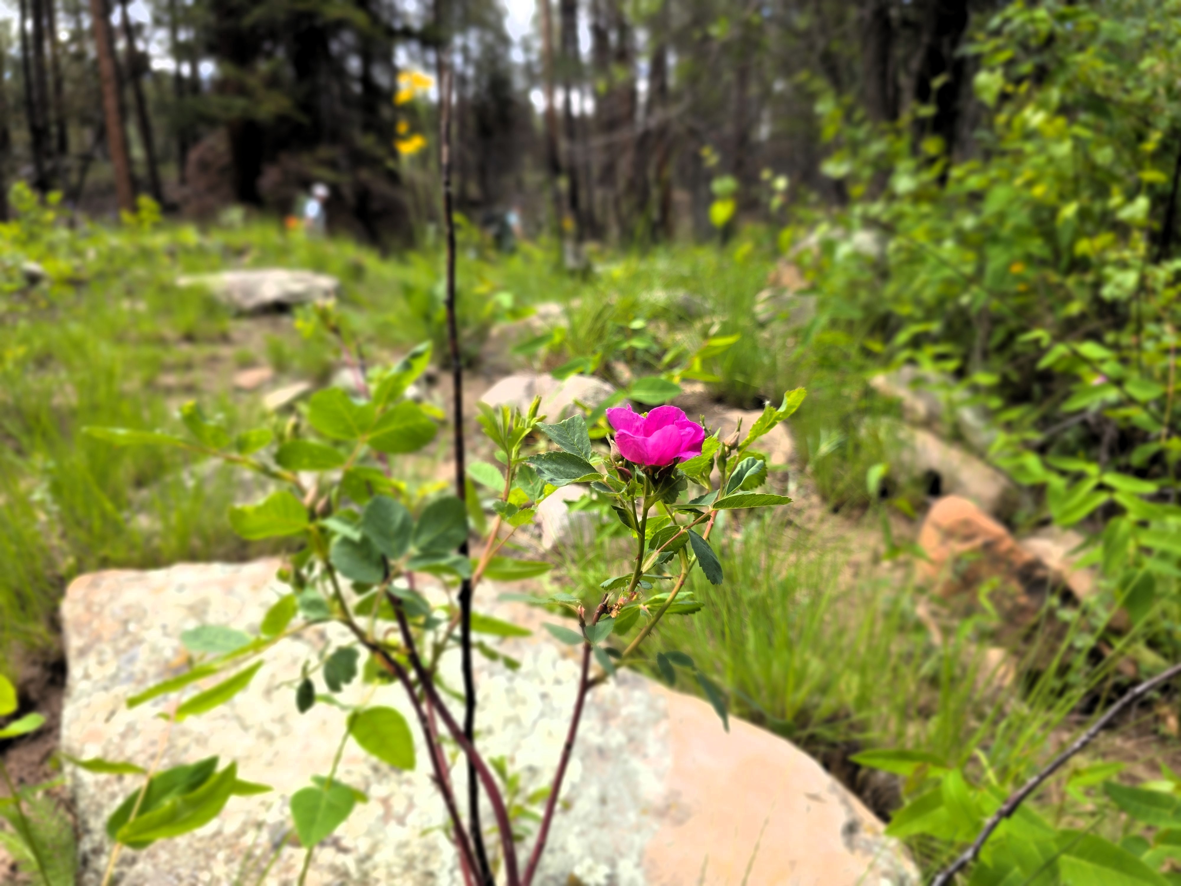 Woods Rose