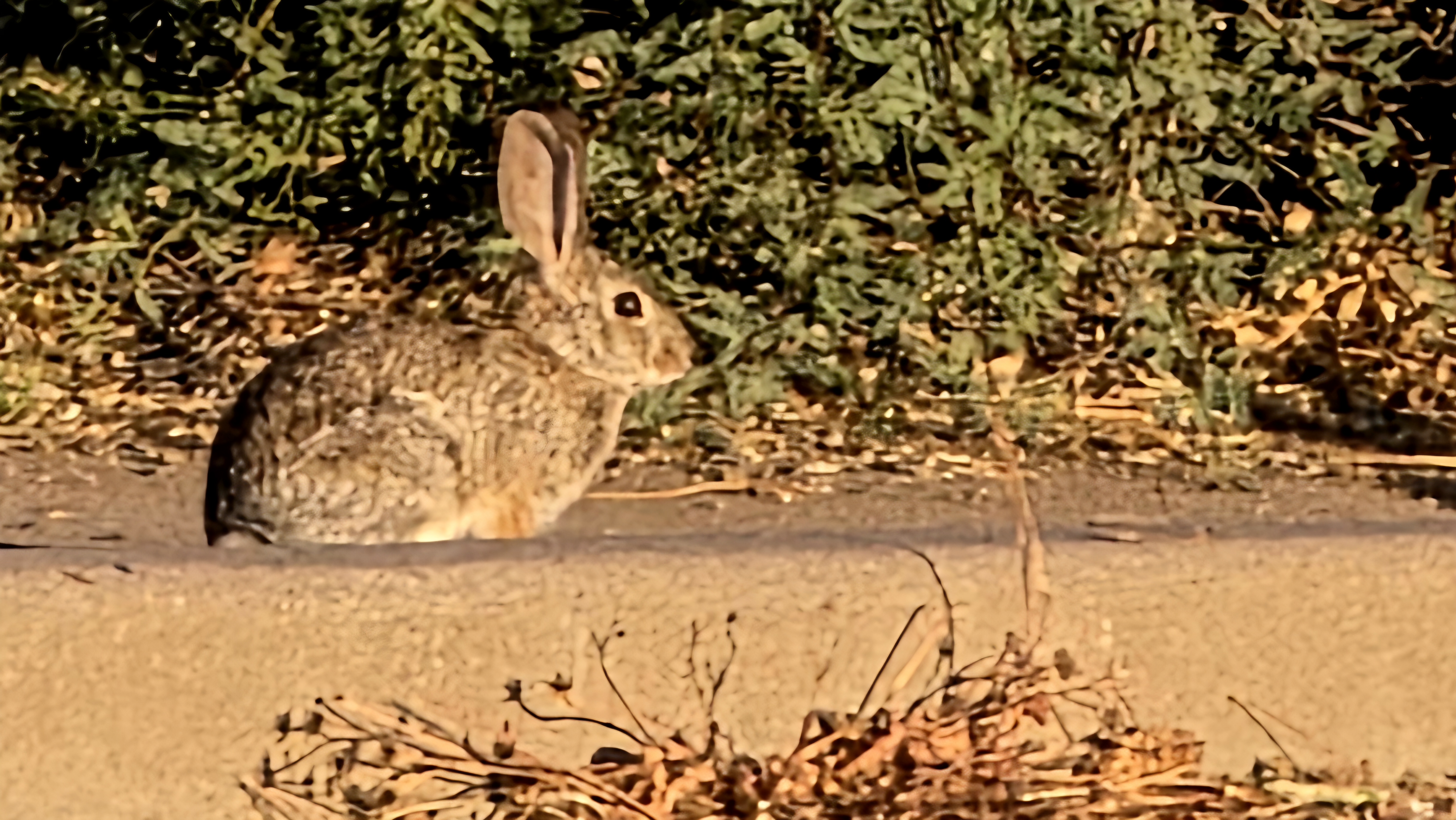 Desert Cottontail