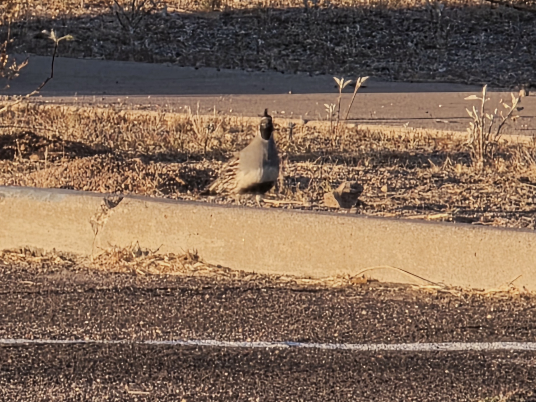 Gambel's Quail