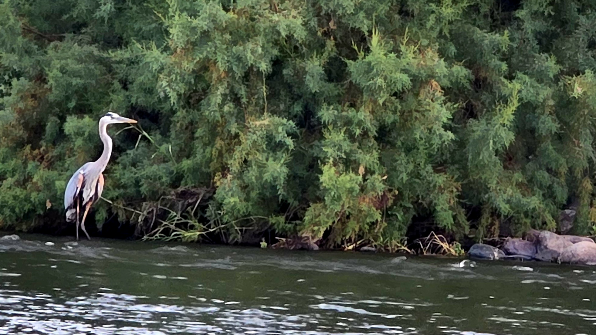 Great Blue Heron